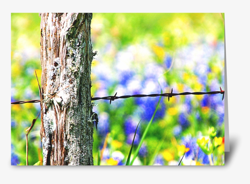 Roadside Beauty - Barbed Wire, transparent png #9460223