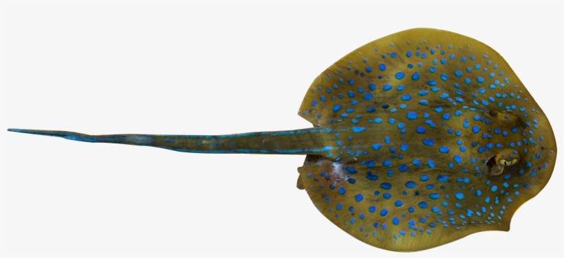 Fish, Whiptail Stingray, Deep Sea, Organism Png Image - Sting Ray Png, transparent png #9461157