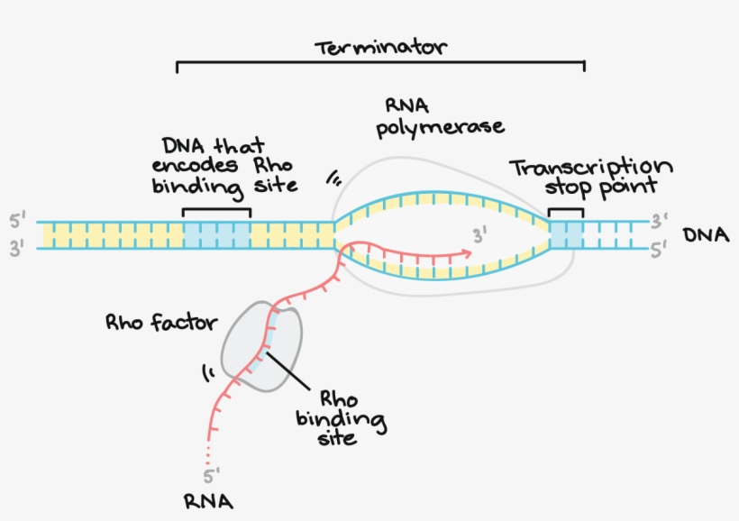 1367 X 806 9 - Diagram, transparent png #9462281