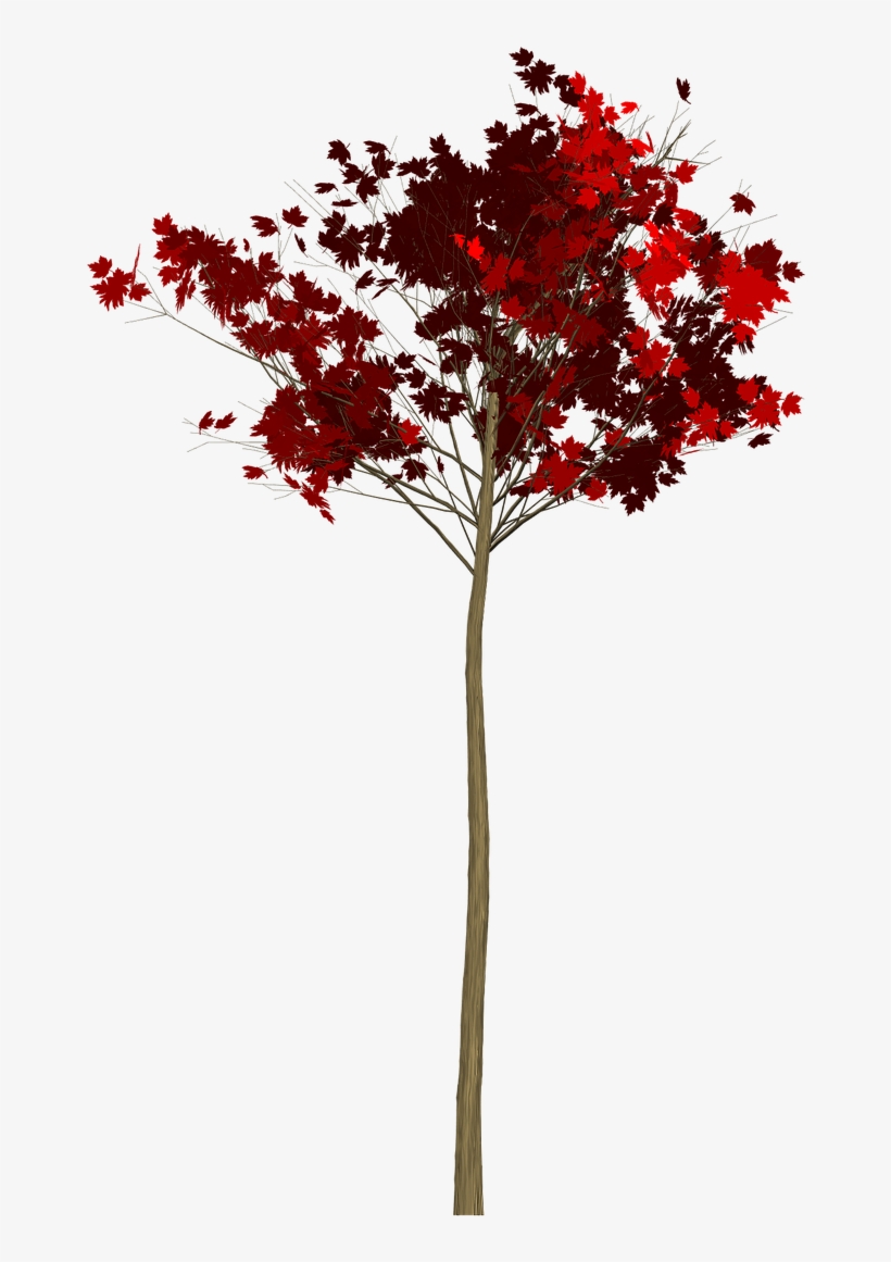 Maple,tree,painted Tree,red,nature,image Painting,plant, - Tree, transparent png #9463022