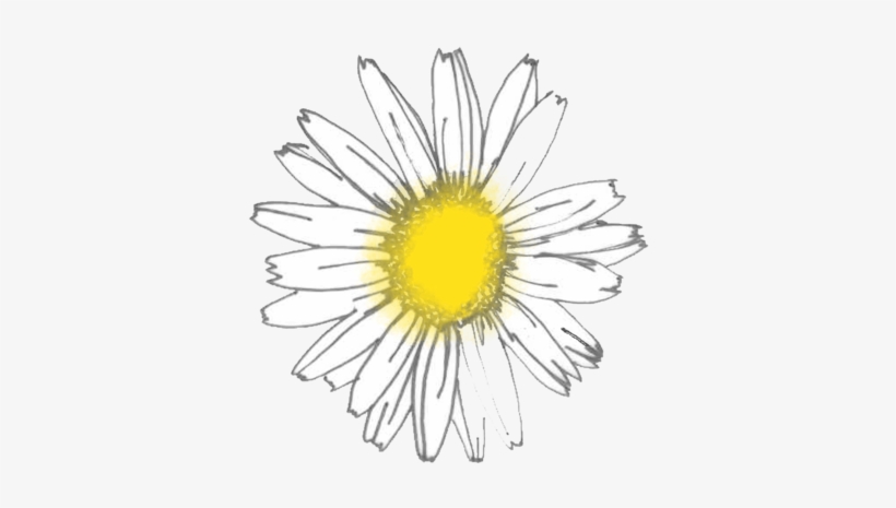 Flowers In The Garden - Oxeye Daisy, transparent png #9463249