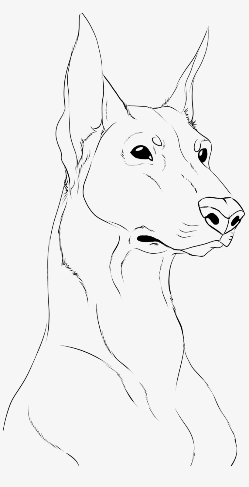 1024 X 1536 7 - Dobermann, transparent png #9463529