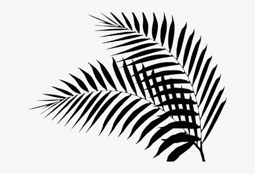 Drawn Palm Tree Palm Fronds - Black Palm Tree Leaves, transparent png #9463939