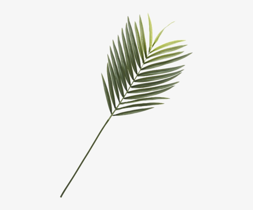 Pond Pine, transparent png #9463994