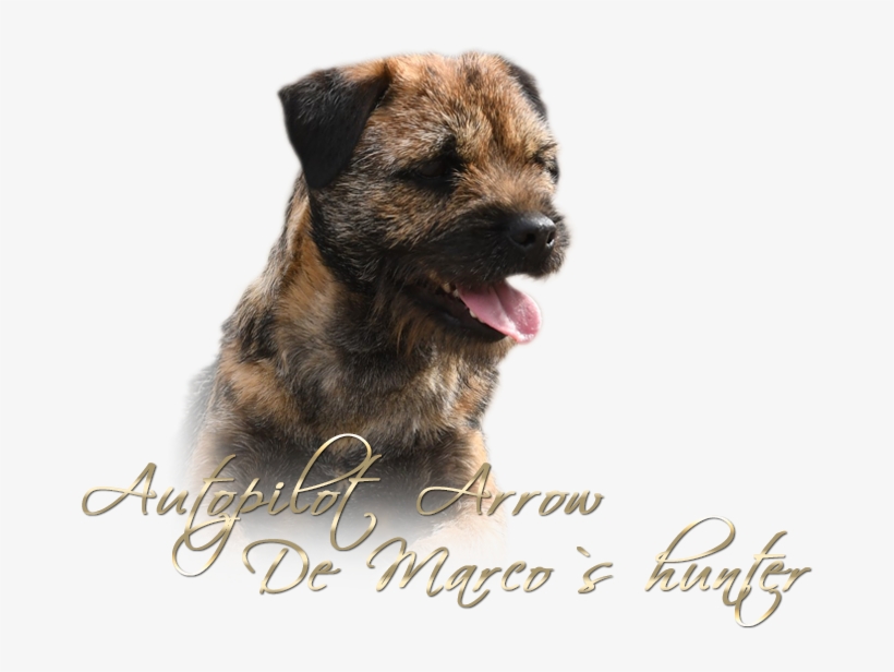 Bebe - Dog Yawns, transparent png #9464715