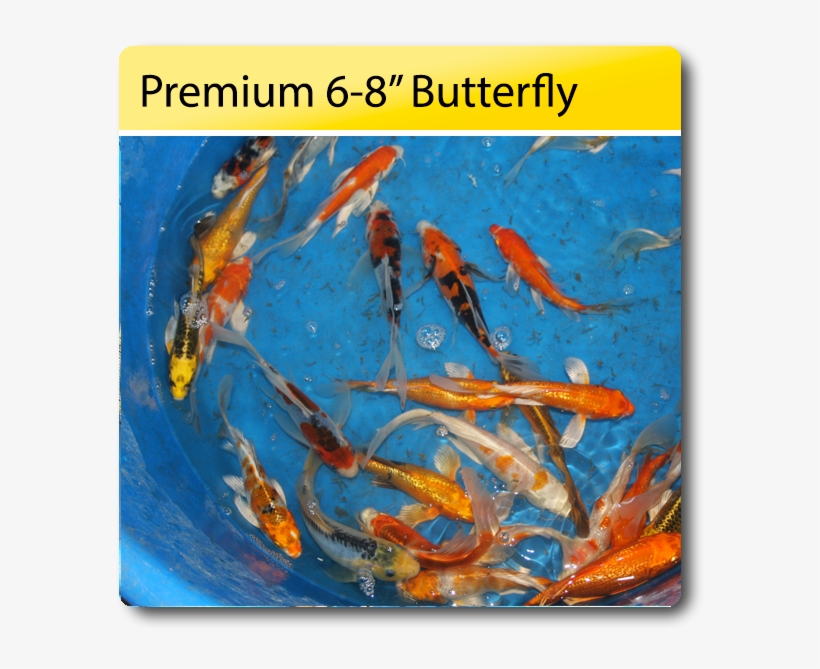 Premium 6 8 Butterfly Koi 6 8 Premium Butterfly Koi - Fish Pond, transparent png #9465066