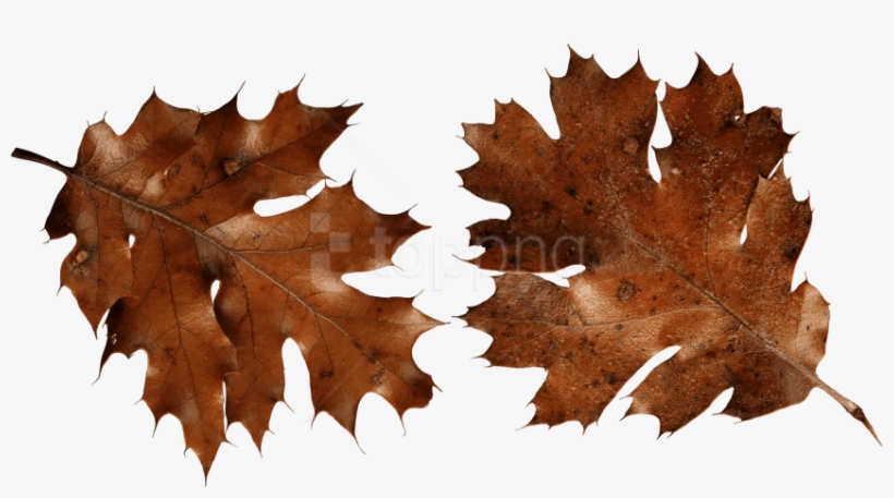 Free Png Download Brown Autumn Leaves Png Images Background - Brown Png, transparent png #9466484
