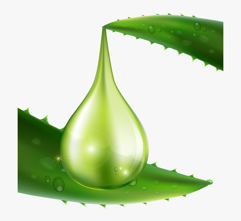 Aloe Vera Carrier - Aloe Vera, transparent png #9467977