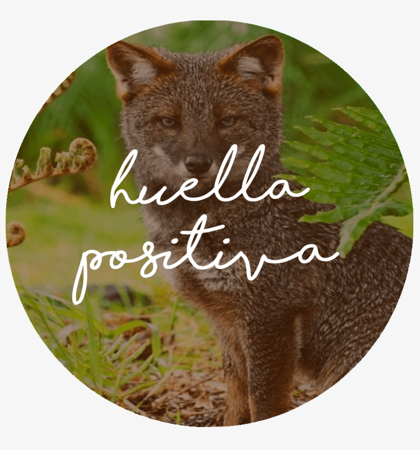 Through Our Product Lines We Want To Leave Footprints - Grey Fox, transparent png #9468474