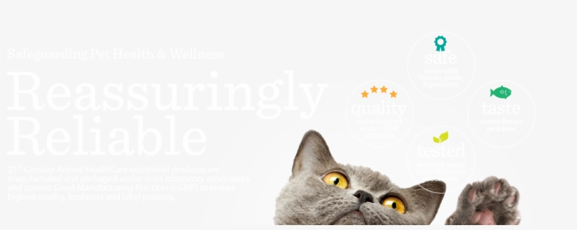 Pet Wellness Innovation - British Shorthair, transparent png #9468771