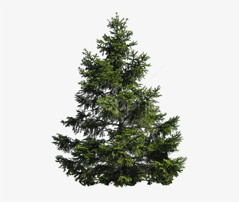 Free Png Tree Png Images Transparent - Transparent Pine Tree Png, transparent png #9469284