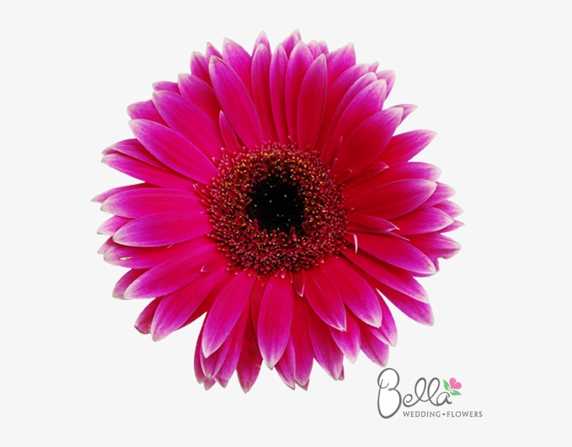 Dark Pink Gerbera Daisies Are Fresh, Fun And Cheerful - Barberton Daisy, transparent png #9469510