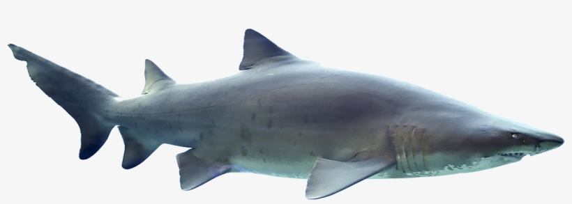 Side Of A Shark, transparent png #9470906