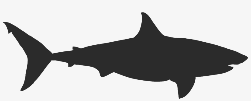 Shark, transparent png #9471033