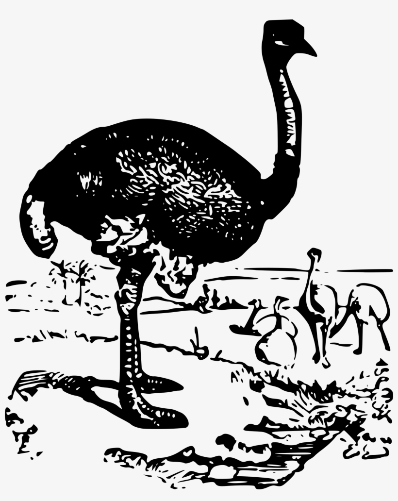 Big Image - Ostrich, transparent png #9473626