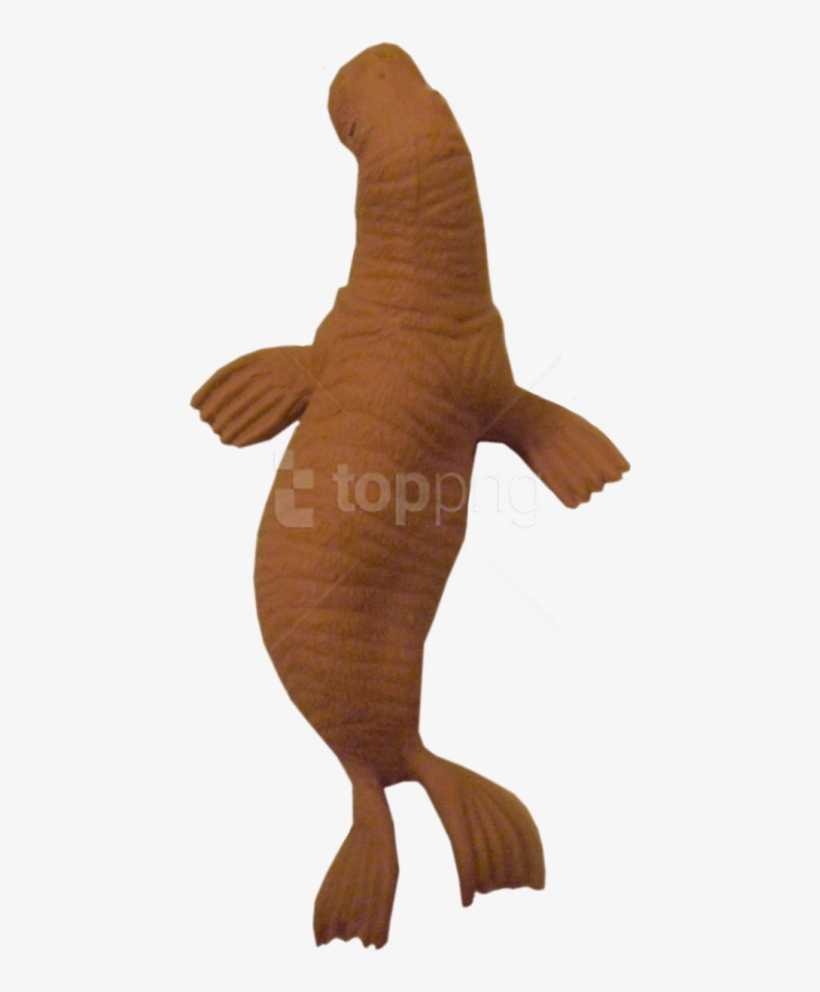 Free Png Walrus Png Images Transparent - Bronze Hammerhead Shark, transparent png #9474329