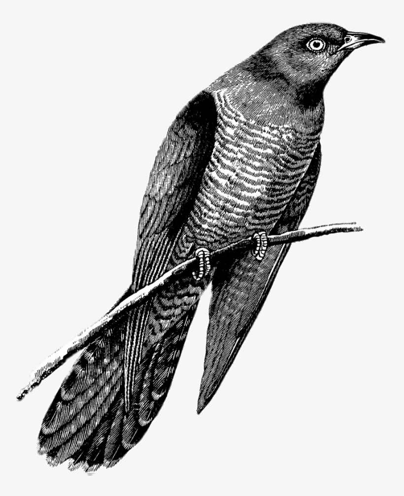 Cuckoo Drawing Black And White - Flying Cuckoo Bird Drawing, transparent png #9475222