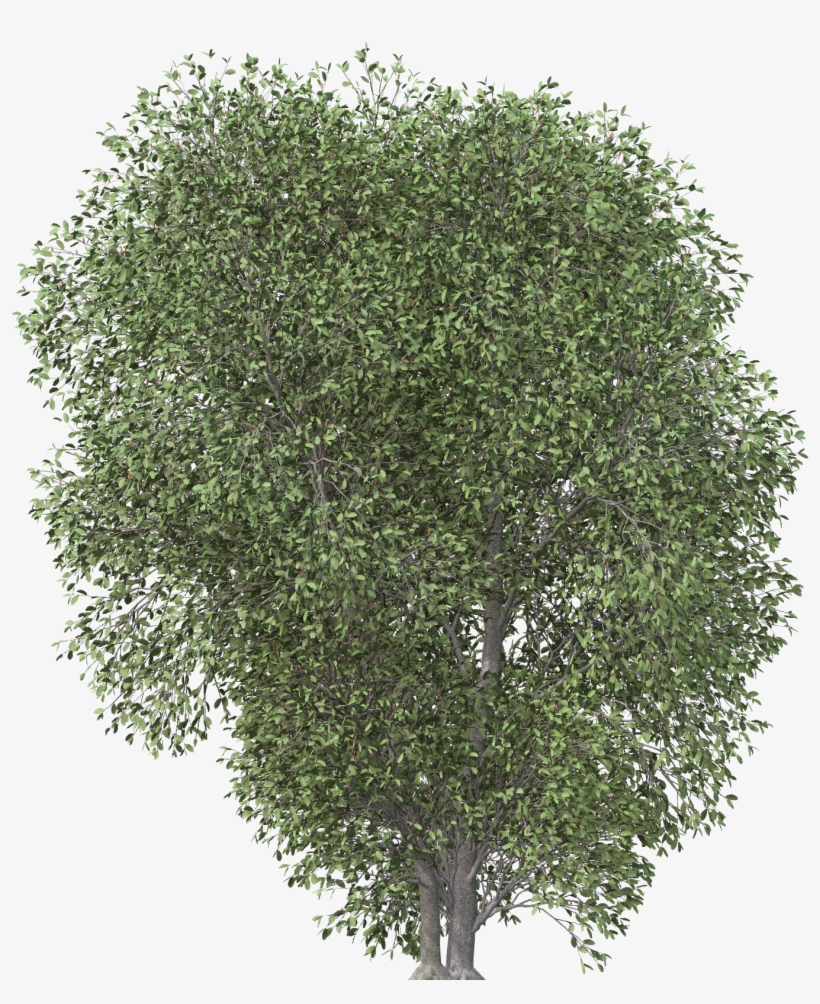 Images - Transparent Tree Png Plan, transparent png #9480950