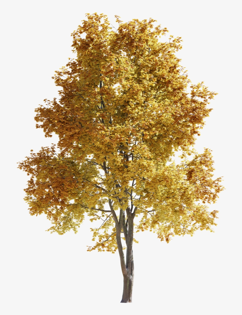 Maple-tree 14m 01 Autumn - Gambel Oak, transparent png #9480963