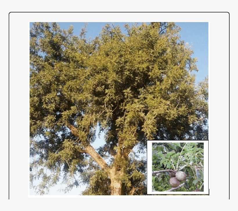 Sclerocarya Birrea Hochst - Sclerocarya Birrea, transparent png #9480994