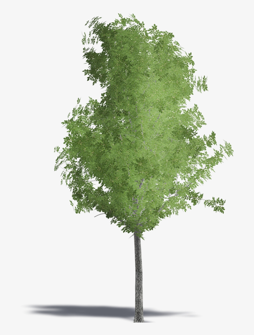 Swamp Maple, transparent png #9481003