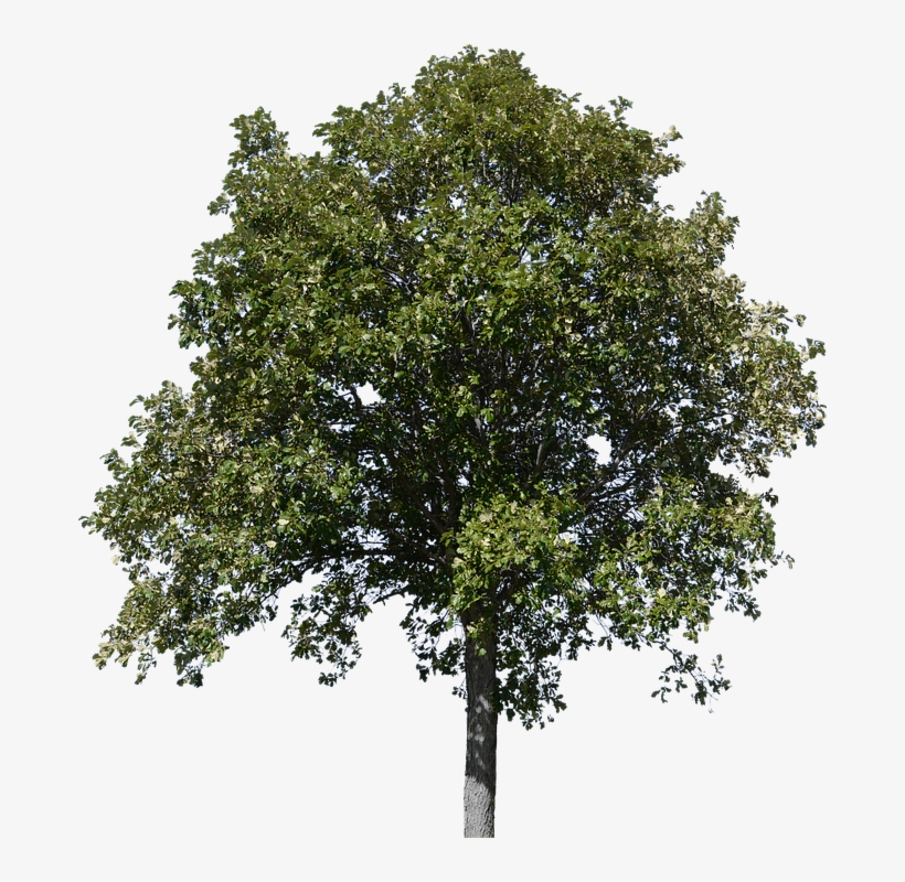 Tree, Tree With Leaves, Forest, Nature, Timber - Plane, transparent png #9481037