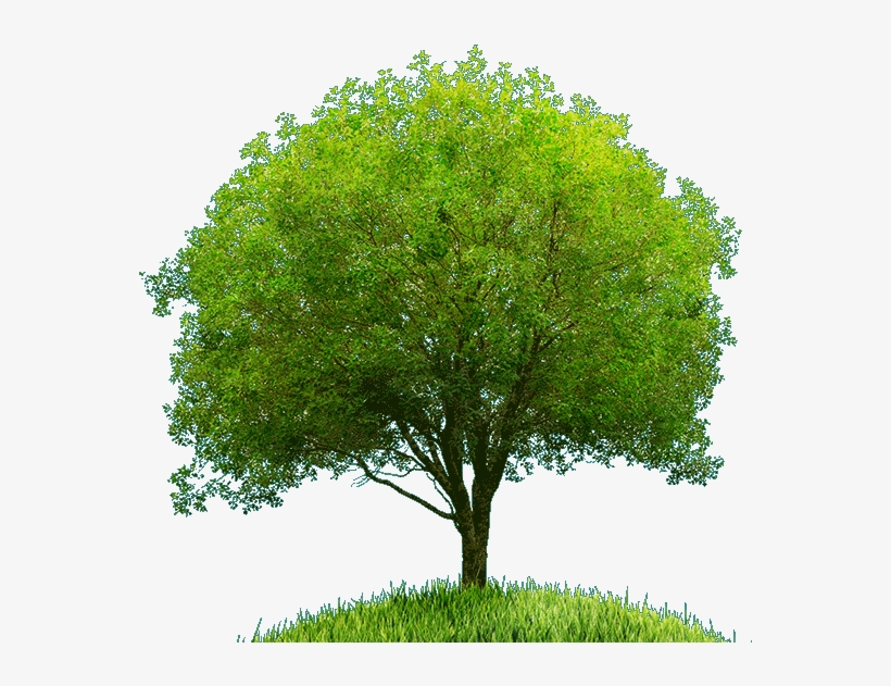 Welcome To Grace Haven Counseling - River Birch, transparent png #9481080