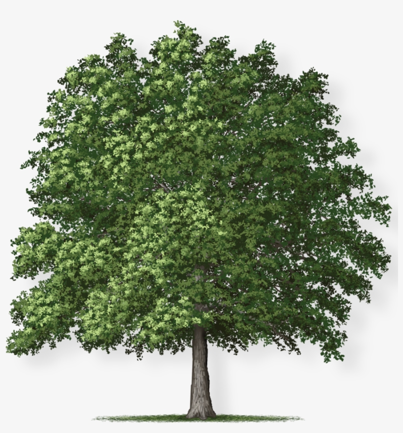 Tree Height - Overcup Oak Tree, transparent png #9481111