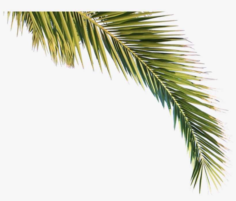 Go To Image - Palmbomen Png, transparent png #9481363