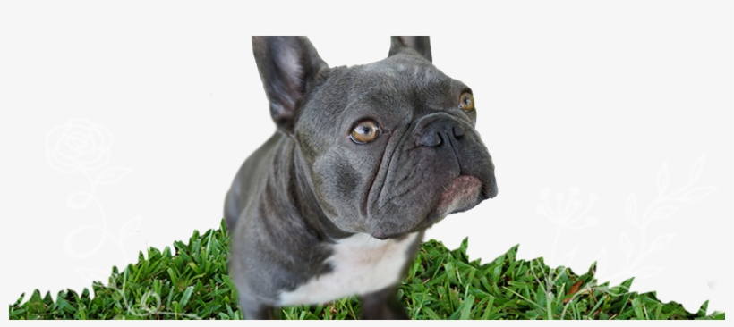 Violet The Blue And White Brindle Rare Mini French - French Bulldog, transparent png #9481837