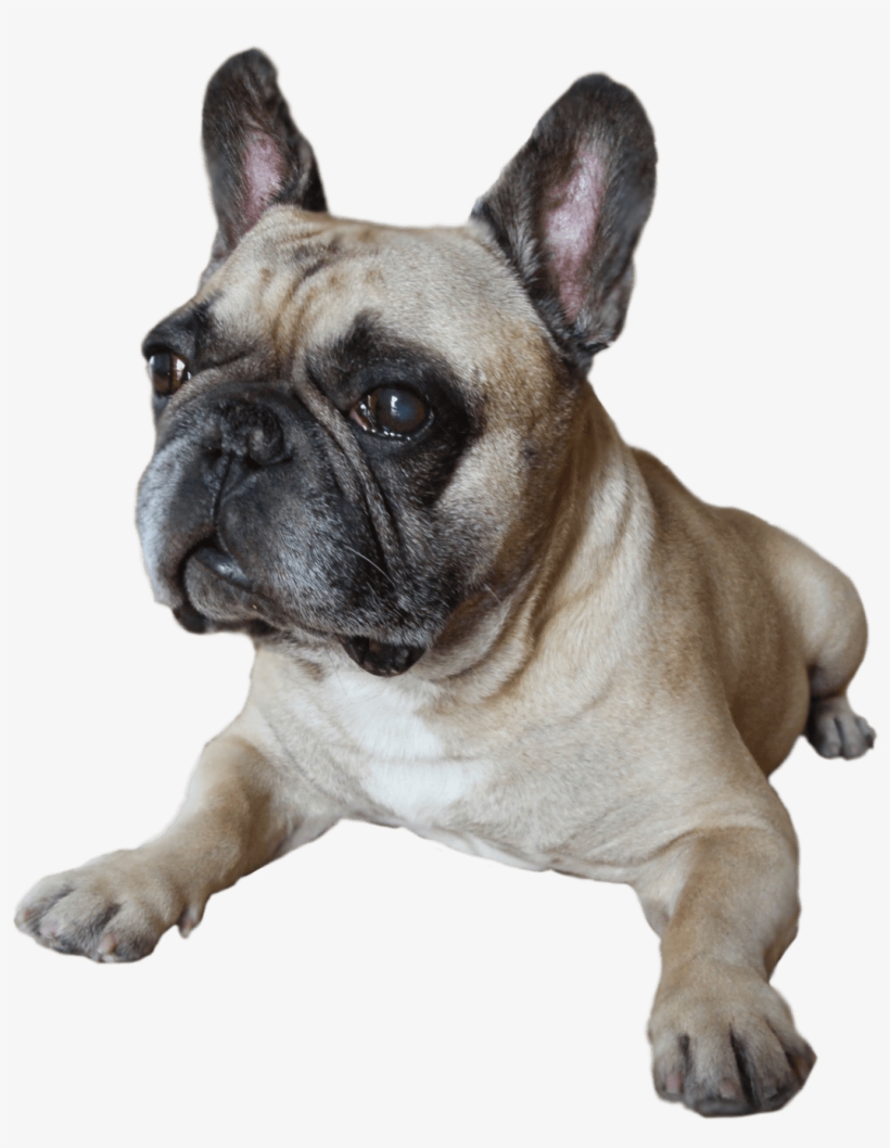 Australia's Oldest Frenchman- Hugo The French Bulldog - Oldest French Bulldog, transparent png #9481849