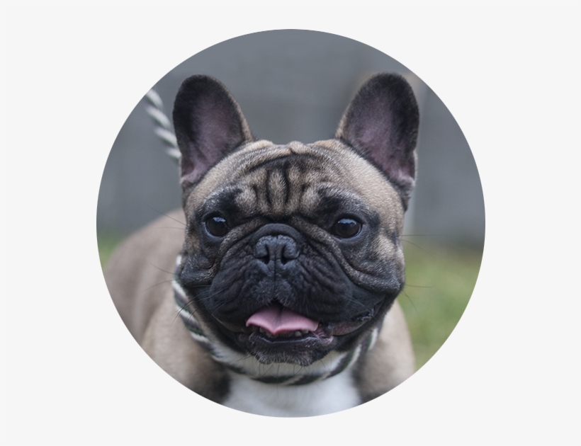 Henri The French Bulldog - French Bulldog, transparent png #9481918