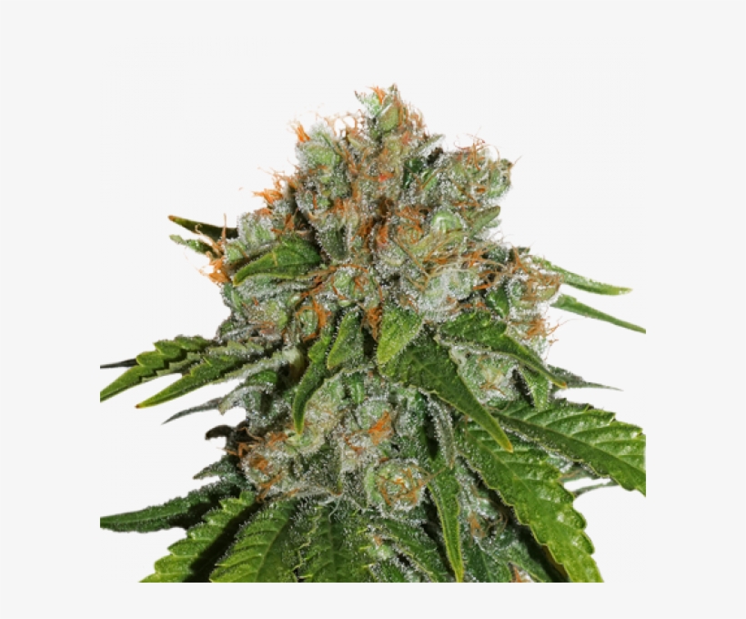 Amnesia Haze Auto, transparent png #9484122