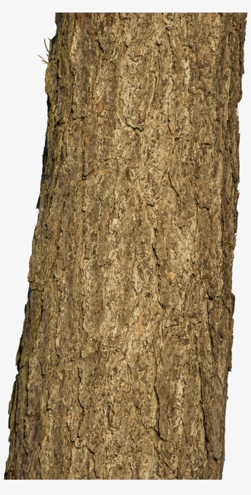 Tree Trunk Hd Png, transparent png #9484370