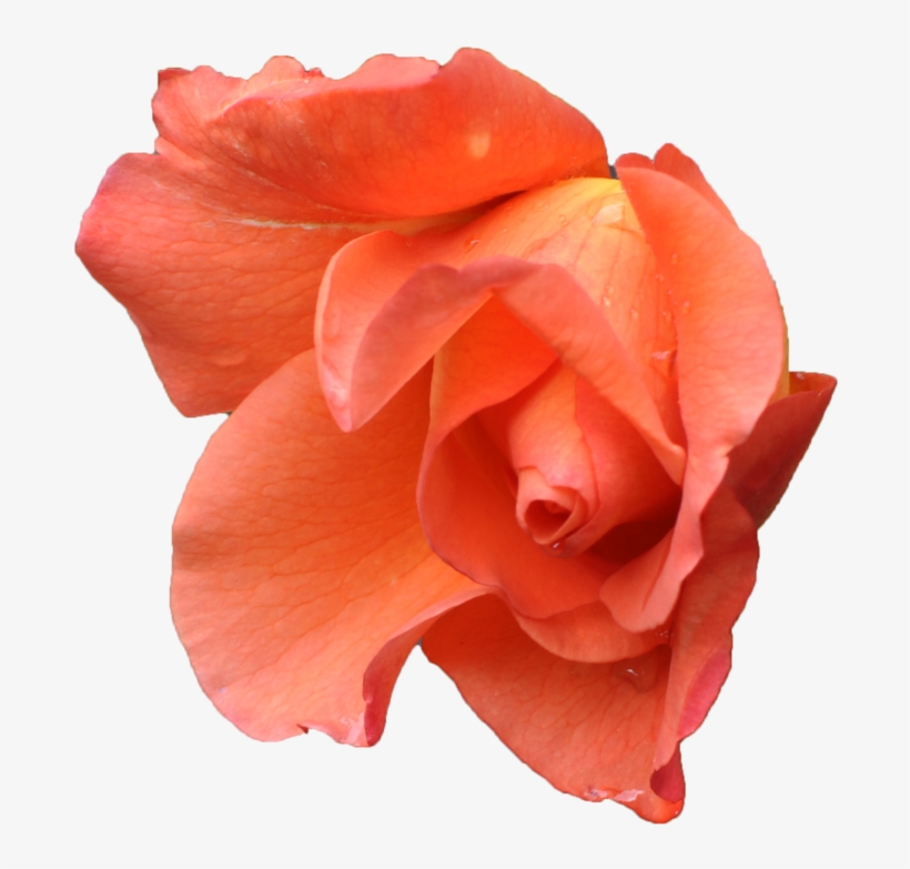 Go To Image - Pink Orange Flower Png, transparent png #9484458