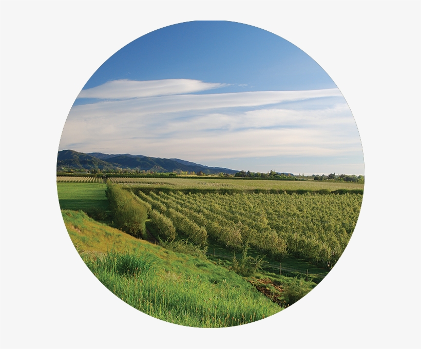 Horticulture - Field, transparent png #9484461