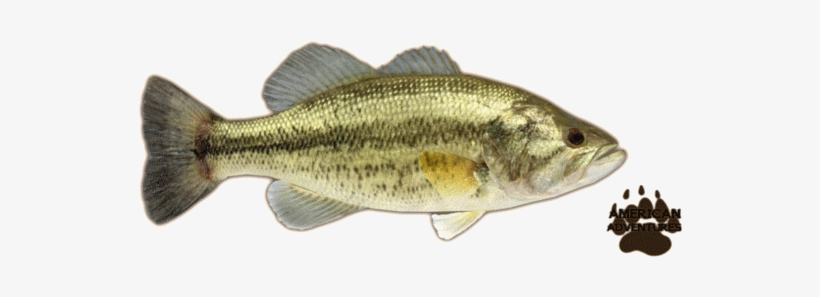 Largemouth Bass Png - Ciclo Biologico Da Aquaponia, transparent png #9486544