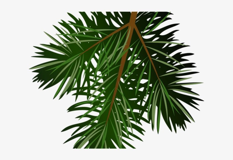 Christmas Tree Clipart Limb - Pine Branch Png Free, transparent png #9488939