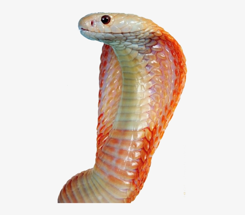 Free Png Image - Snakes, transparent png #9489567