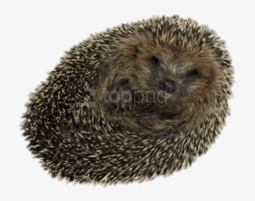 Free Png Download Hedgehog Rolled Up Png Images Background - Hedgehog Transparent, transparent png #9490326