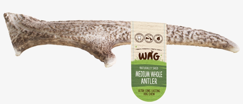 Deer Antler Medium Whole - Wag Deer Antler, transparent png #9491375