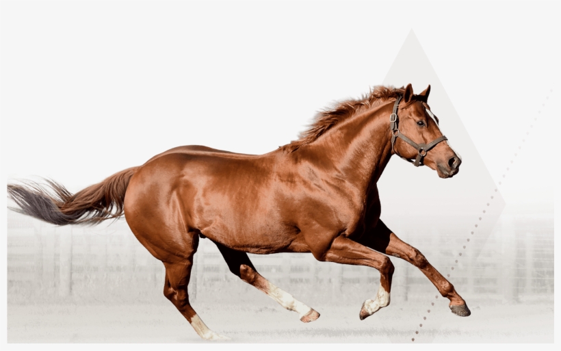 Silver Banner Irish Stallion Best Design - Sorrel, transparent png #9493819