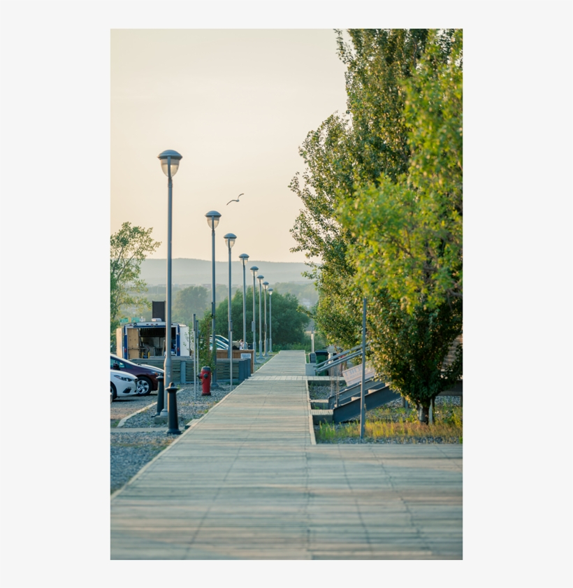 Tree, transparent png #9495344