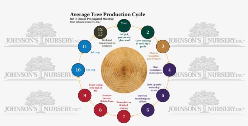 Tree Cycles Plant Production Stages Seedling Balled - Production Cycles, transparent png #9495724