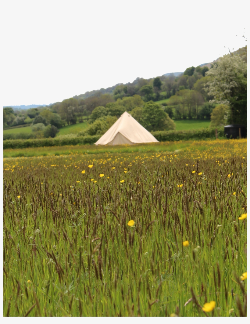 Field, transparent png #9498014