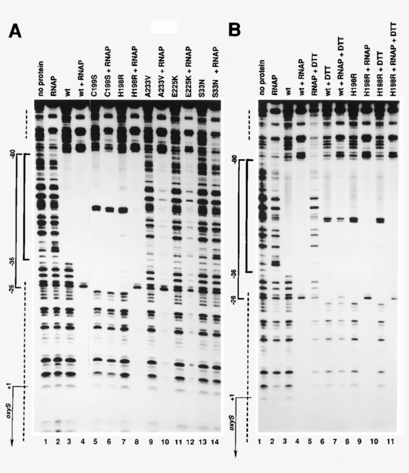 Dnase I Footprints Of Rna Polymerase Together With - Rna Polymerase, transparent png #950471