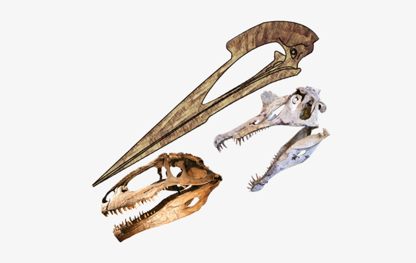 Skulls Length Comparison Of Hatzegopteryx, Spinosaurus - Spinosaurus Skull Size Comparison, transparent png #950828