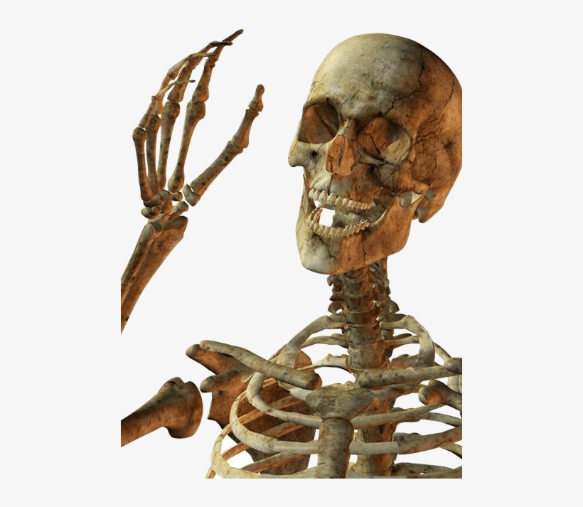 Hello Skeleton - Skeleton Png, transparent png #950991
