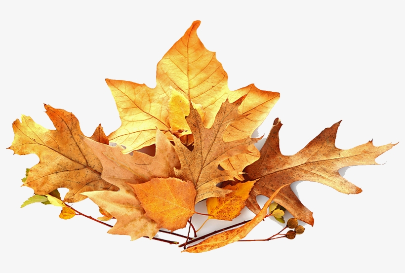 Pile Of Leaves Png Banner Library Library - Leaves Pile Png, transparent png #951323