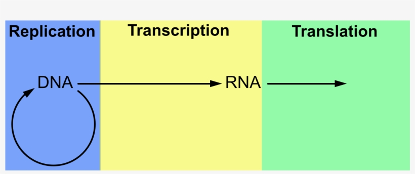 A Rectangle Divided Into Three Horizontal Regions, - Dna, transparent png #951350